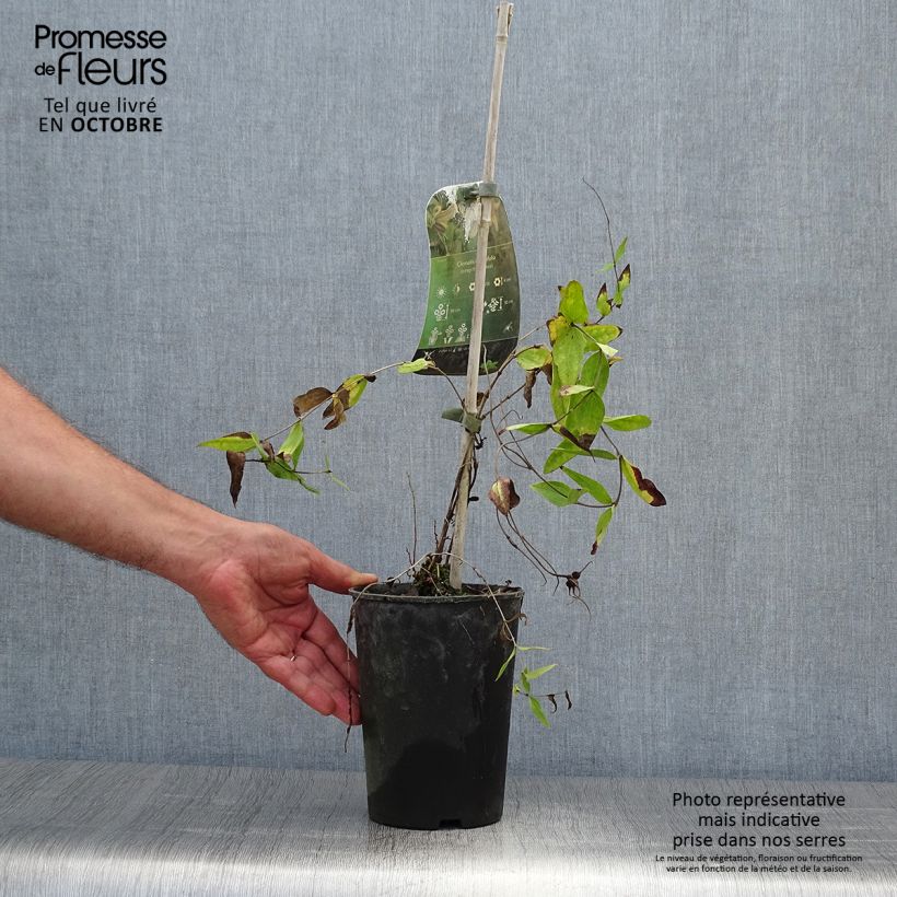 Example of Clématite - Clematis integrifolia Pot de 2L/3L as you get in automne