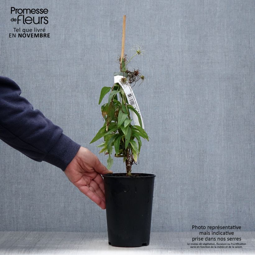 Example of Clématite - Clematis integrifolia Hakuree Pot de 2L/3L as you get in automne