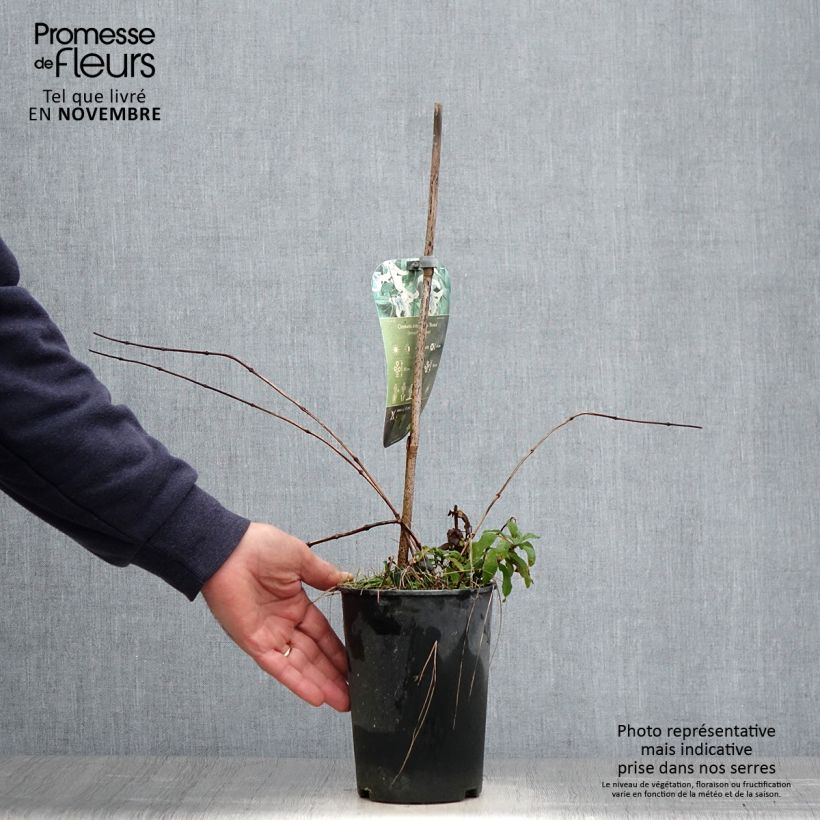 Example of Clématite - Clematis integrifolia Rosea Pot de 2L/3L as you get in automne