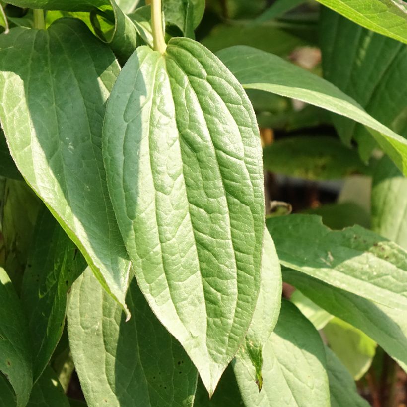 Clématite - Clematis integrifolia Rosea (Foliage)