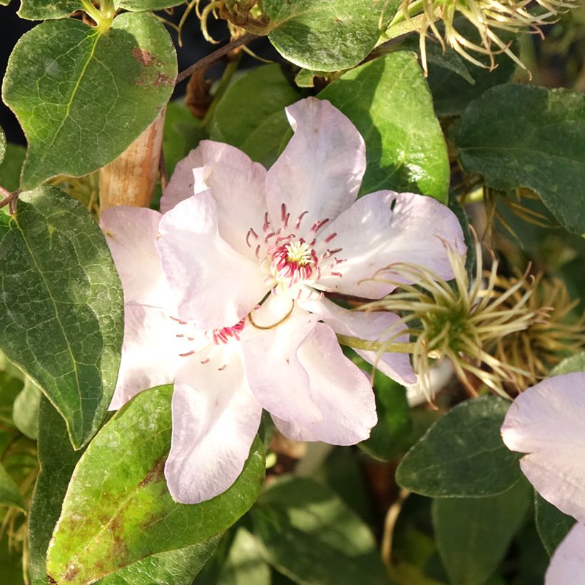Clématite - Clematis Ivan Olsson (Flowering)