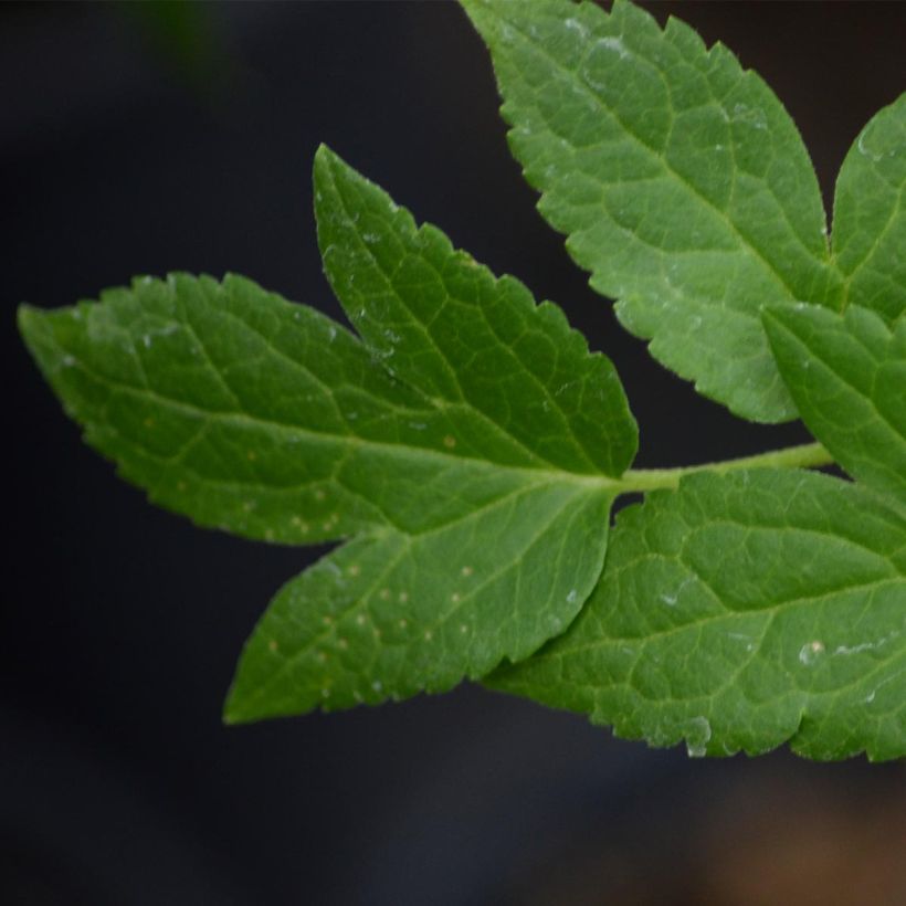 Clématite - Clematis macropetala Broughton Bride (Foliage)