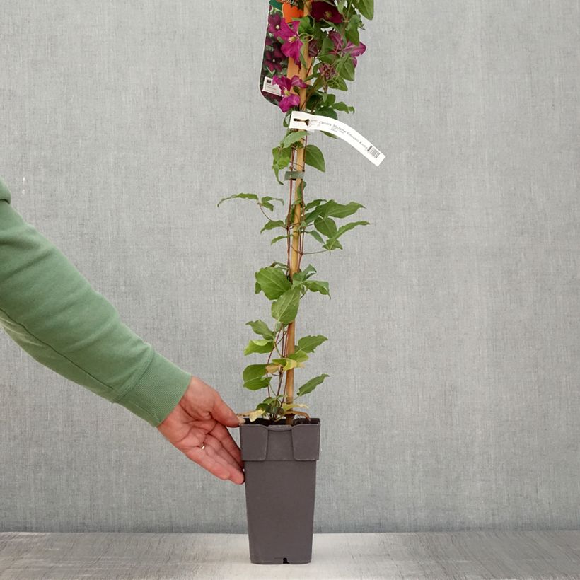 Example of Clématite  - Clematis Madame Edouard André Pot de 2L/3L as you get in ete