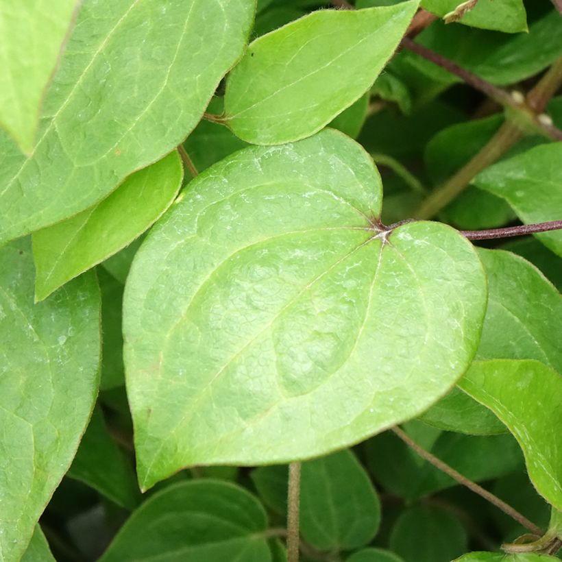 Clématite - Clematis Margaret Hunt (Foliage)