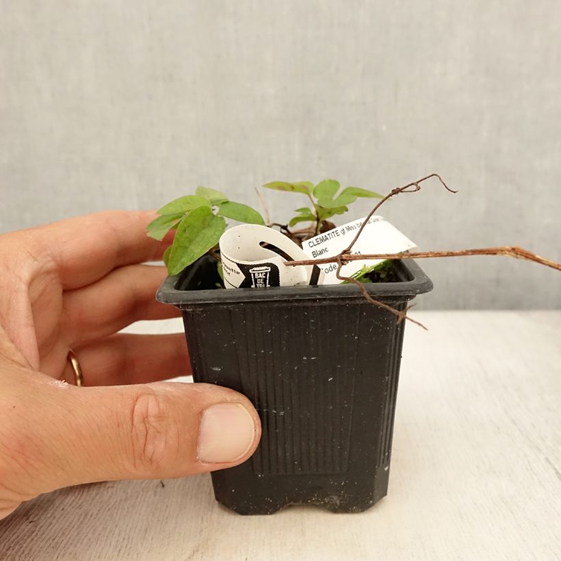 Example of Clématite - Clematis Miss Bateman Godet de 8/9 cm as you get in ete