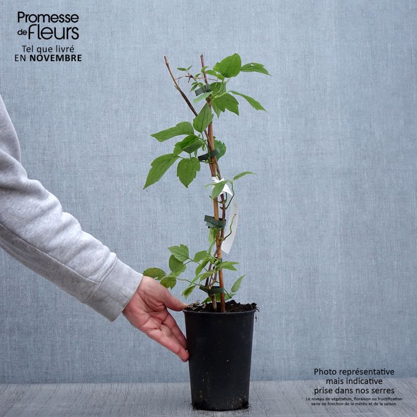 Example of Clématite - Clematis montana Grandiflora Pot de 1,5L/2L as you get in automne