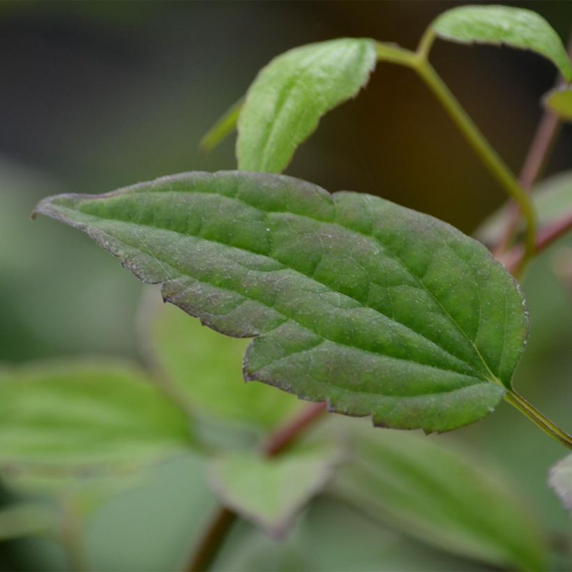 Clématite - Clematis montana Marjorie (Foliage)