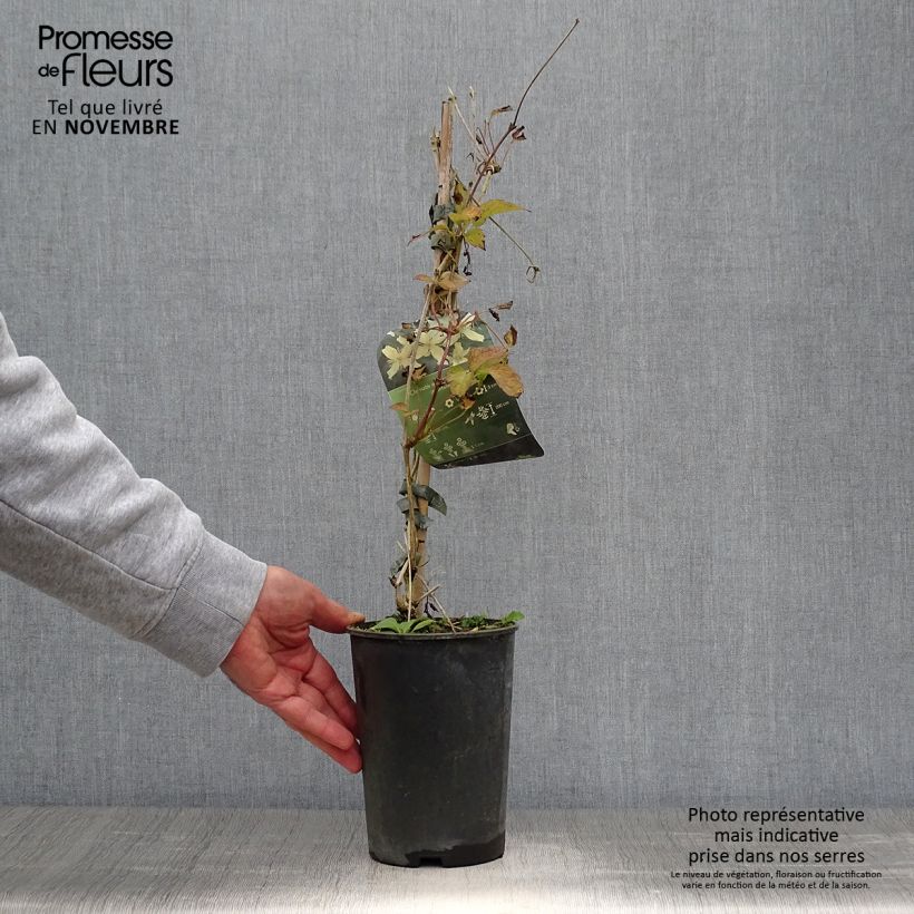 Example of Clématite - Clematis montana Wilsonii Pot de 2L/3L as you get in automne