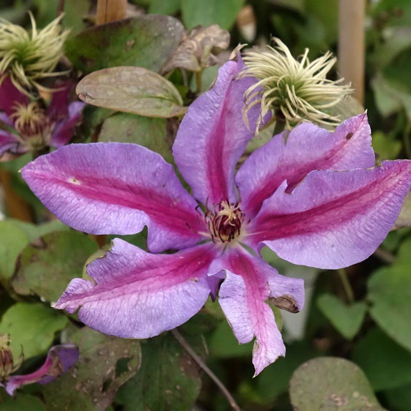 Clématite - Clematis Mrs N. Thompson (Flowering)
