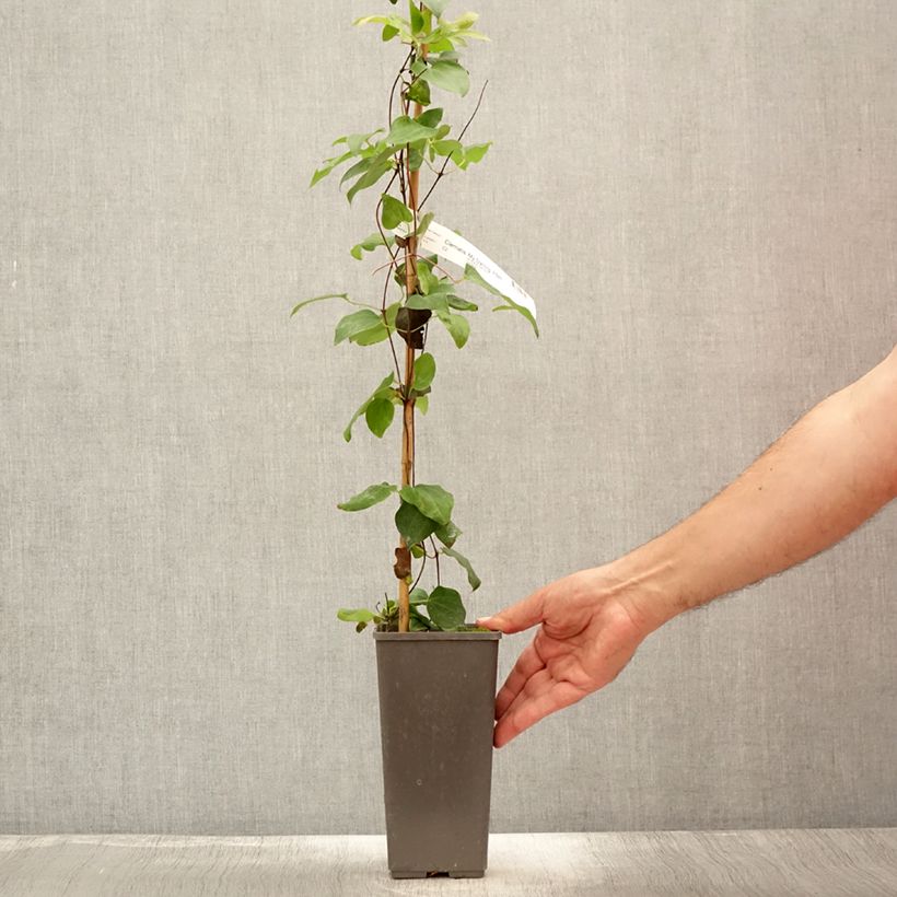 Example of Clématite - Clematis My Darling Pot de 2L/3L as you get in ete