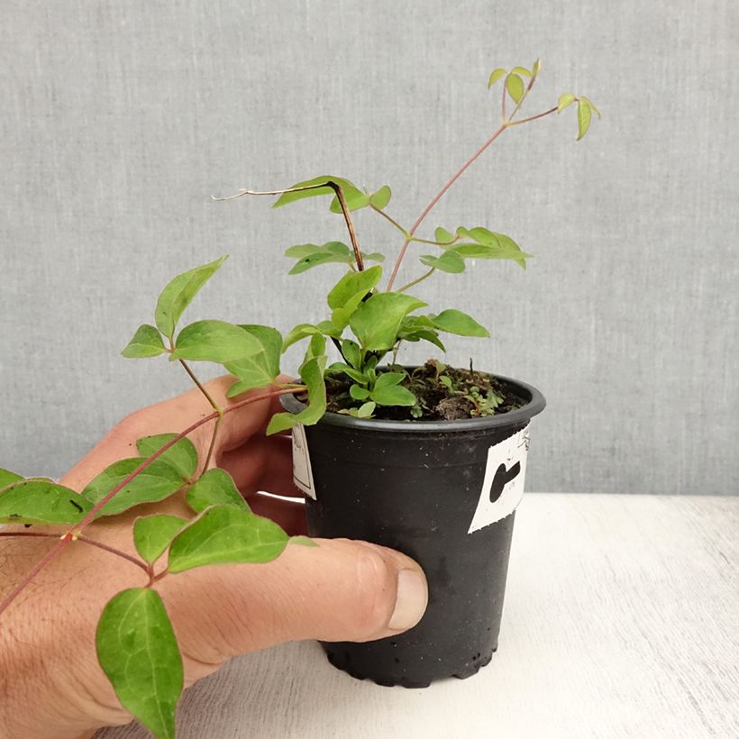 Example of Clématite - Clematis Nelly Moser Godet de 8/9 cm as you get in ete