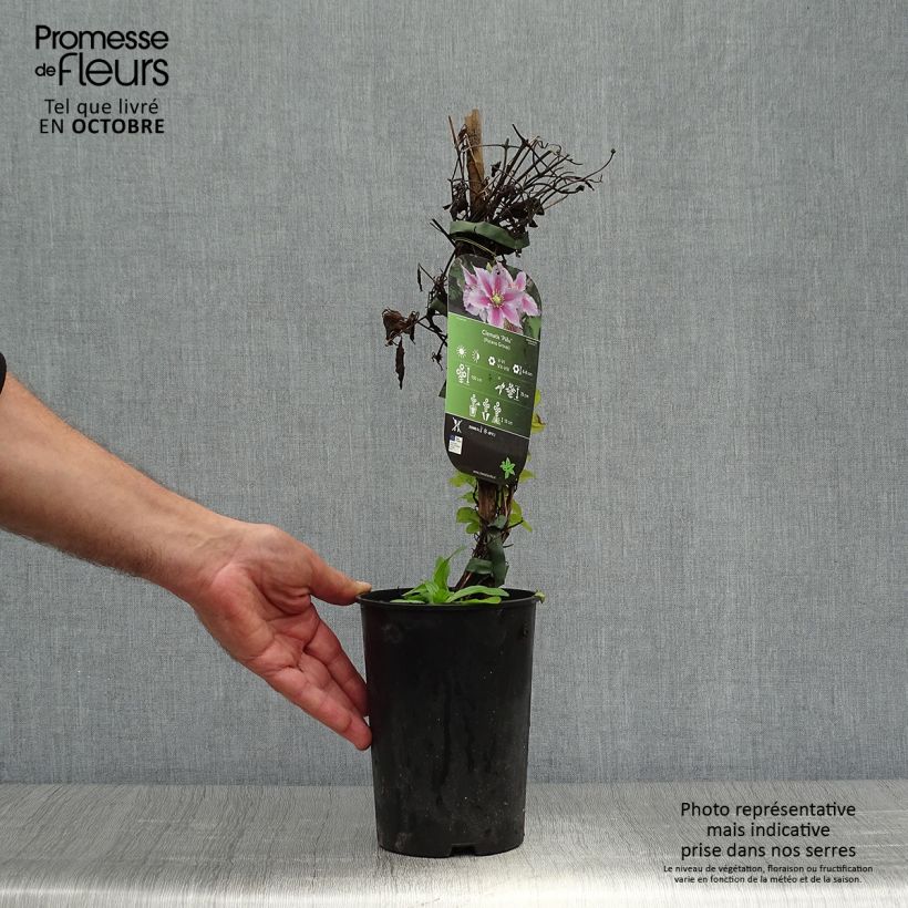 Example of Clématite - Clematis Piilu Pot de 2L/3L as you get in automne