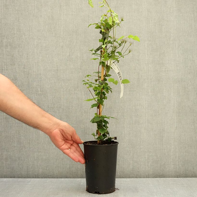 Example of Clématite - Clematis Prince Charles Pot de 2L/3L as you get in ete