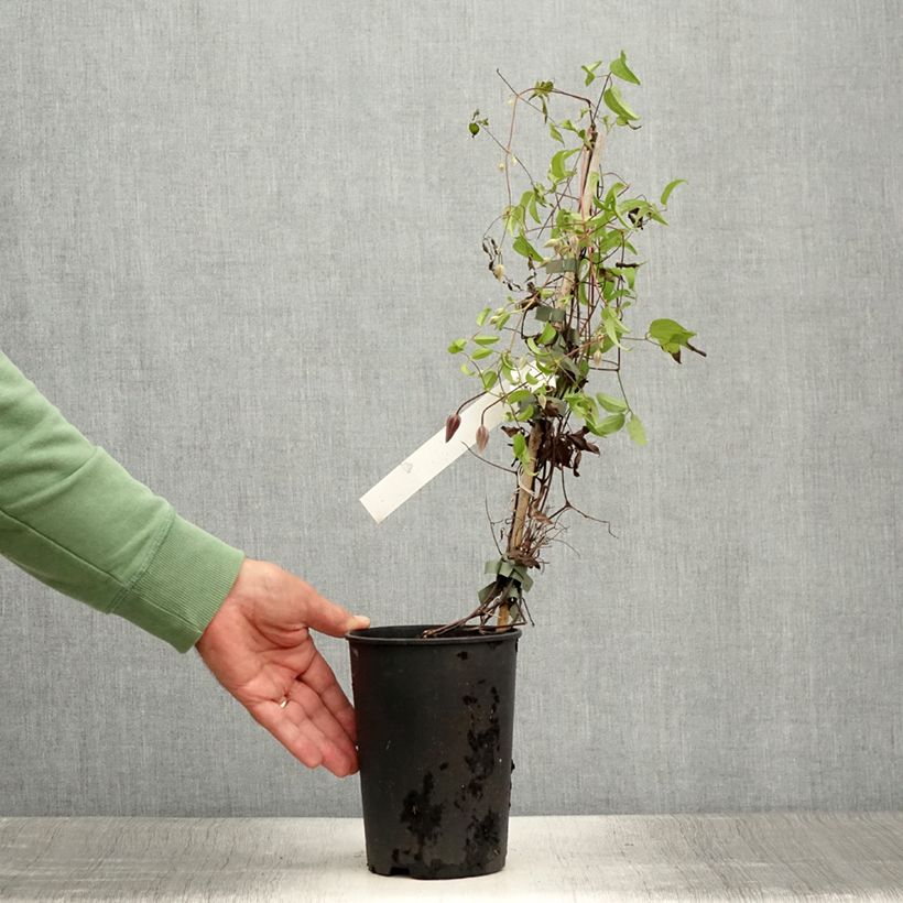 Example of Clématite - Clematis Ruutel Pot de 2L/3L as you get in ete