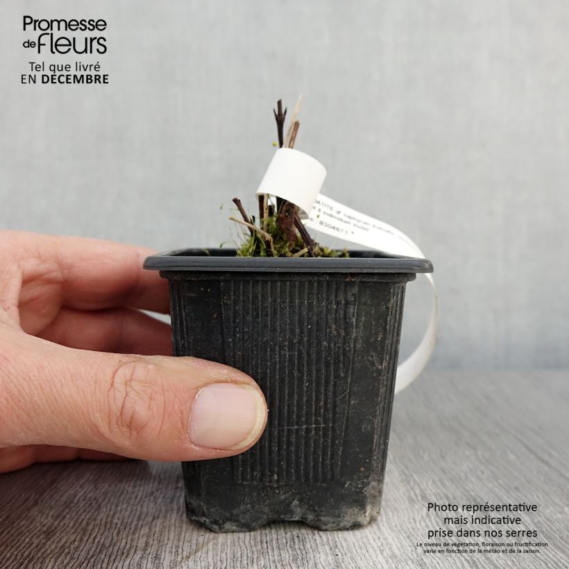 Example of Clématite - Clematis Saphyra Estrella Godet de 8/9 cm as you get in automne