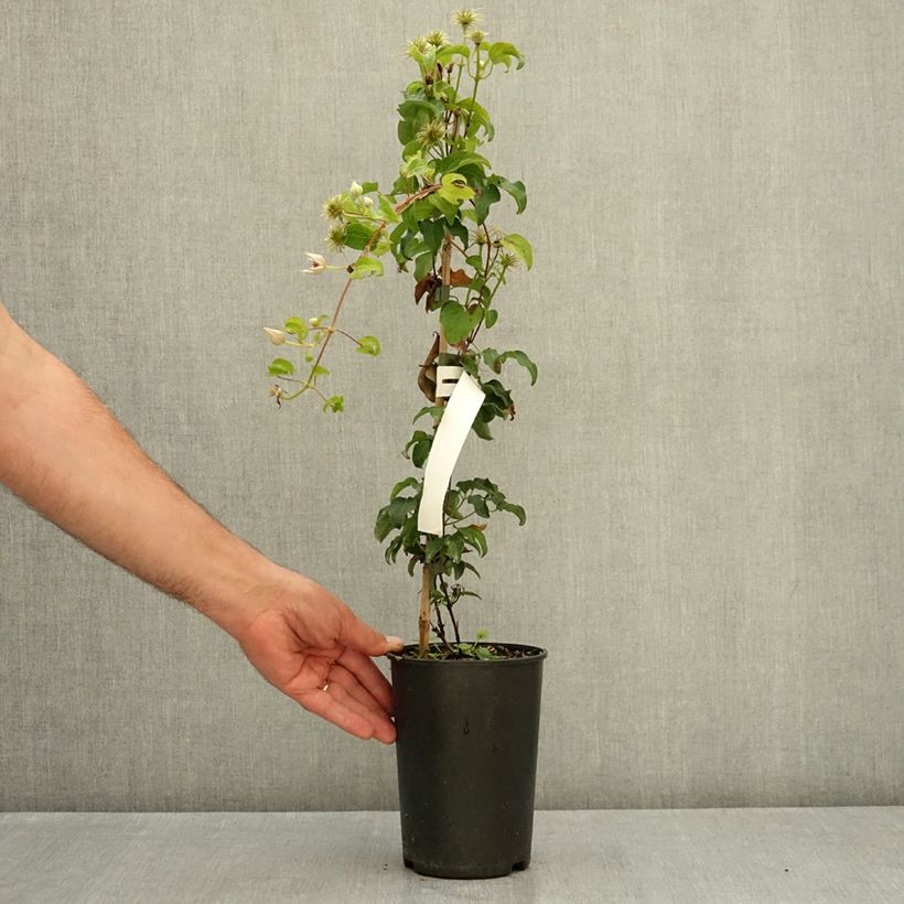 Example of Clématite - Clematis Snow Queen Godet de 8/9 cm as you get in ete
