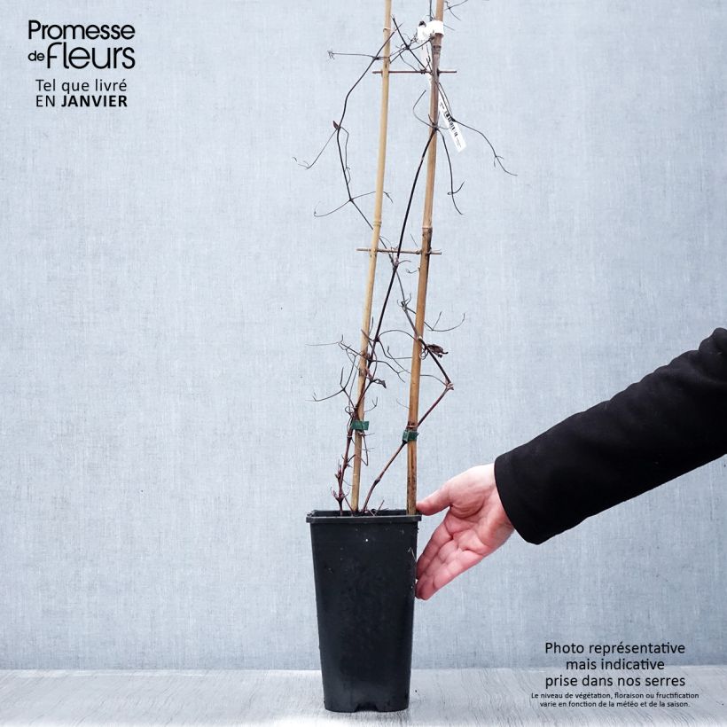 Example of Clématite - Clematis Solidarnosc Pot de 2L/3L as you get in hiver