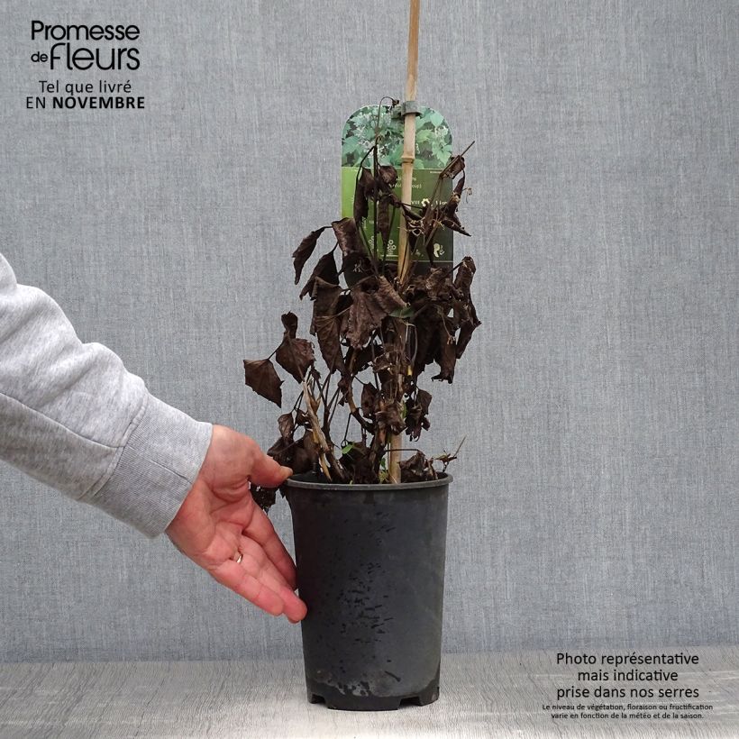 Example of Clématite - Clematis stans Pot de 2L/3L as you get in automne