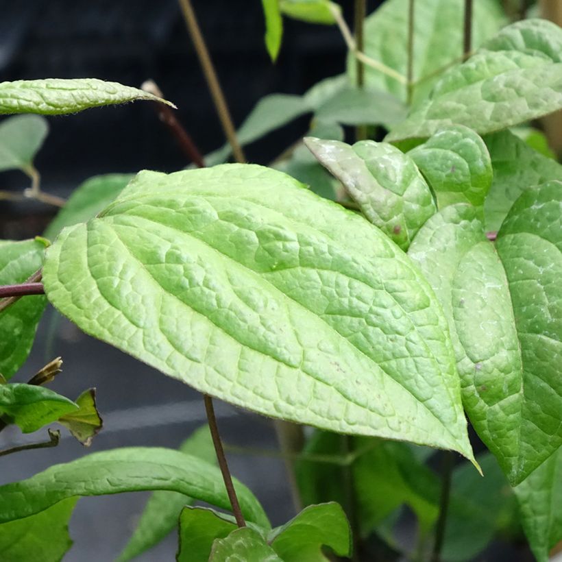 Clématite - Clematis Star of Pakistan (Foliage)
