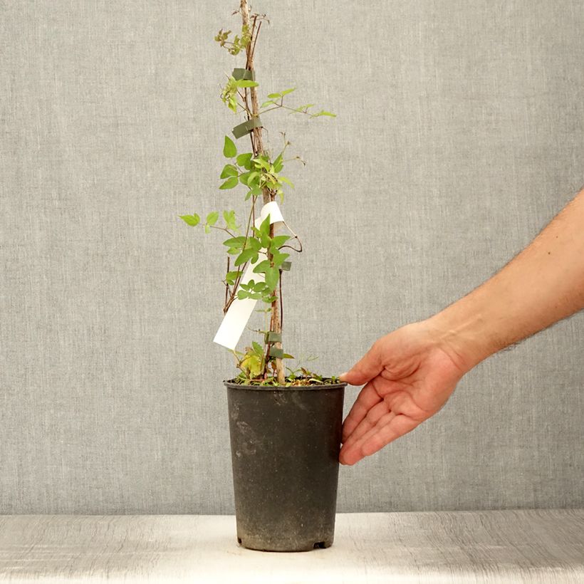 Example of Clématite - Clematis Super Nova   Pot de 2L/3L as you get in ete