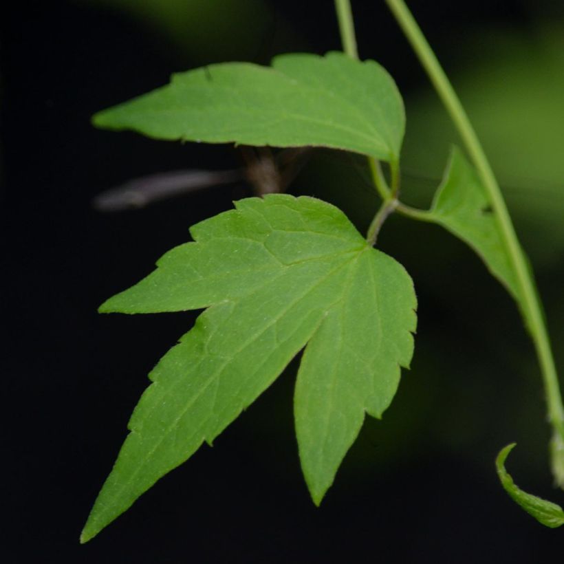 Clématite - Clematis Grace (Foliage)