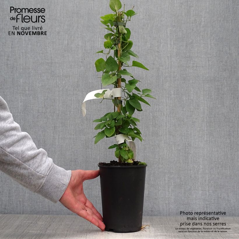 Example of Clématite - Clematis terniflora Pot de 2L/3L as you get in automne