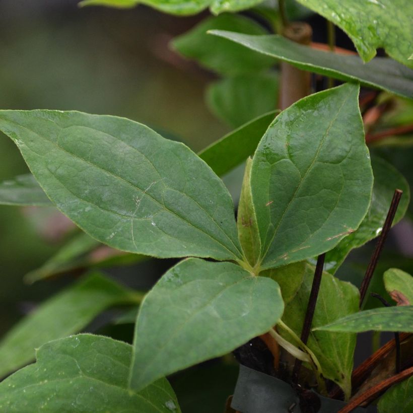 Clématite - Clematis Texensis Gravetye Beauty (Foliage)