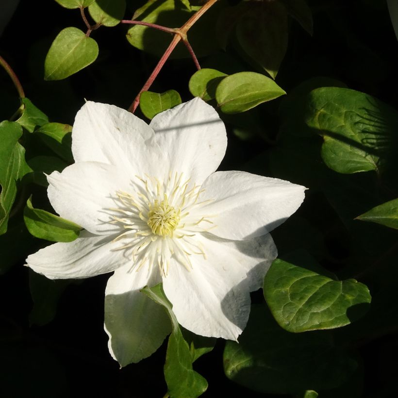 Clématite - Clematis The Bride (Flowering)