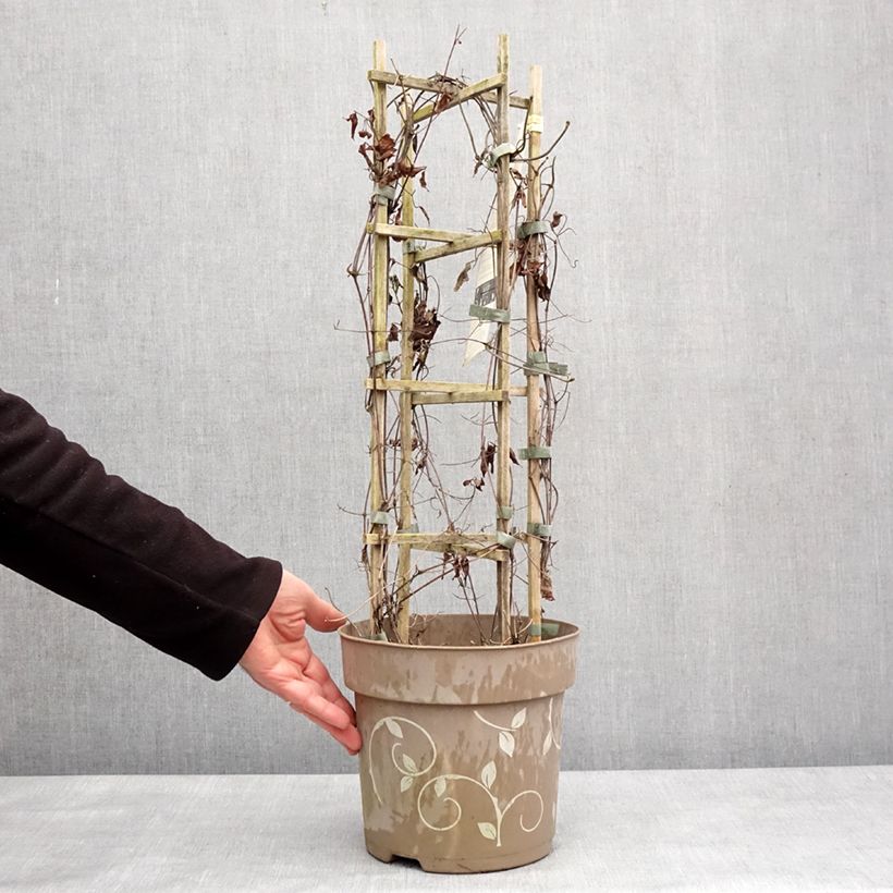 Example of Clématite - Clematis Three Sisters trio rose Pot de 6L/7L as you get in hiver