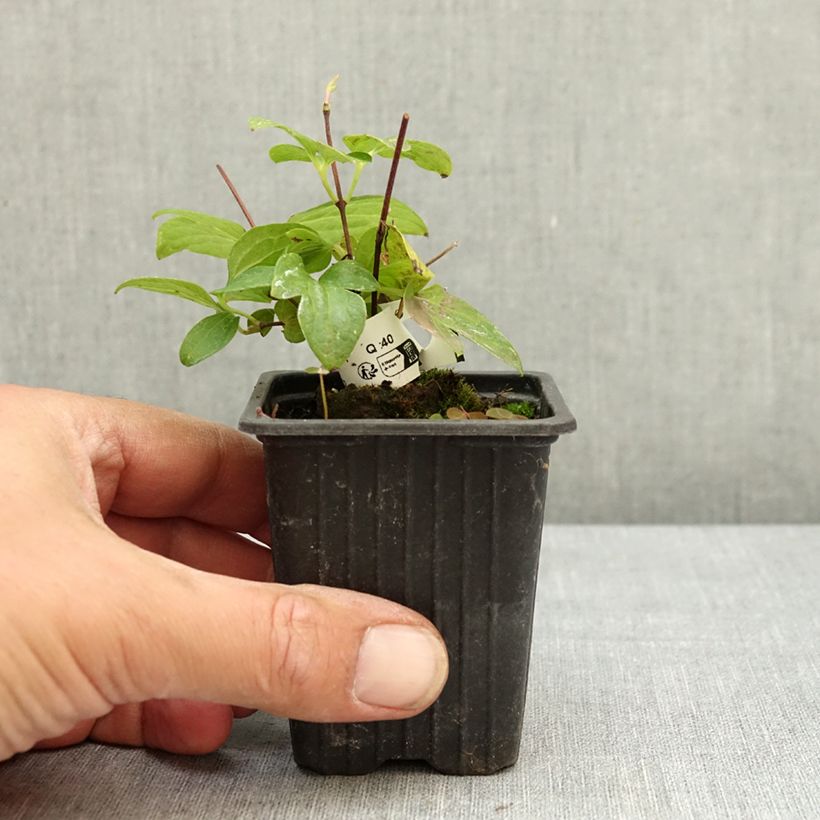 Example of Clématite - Clematis Ville de Lyon  Godet de 8/9 cm as you get in ete