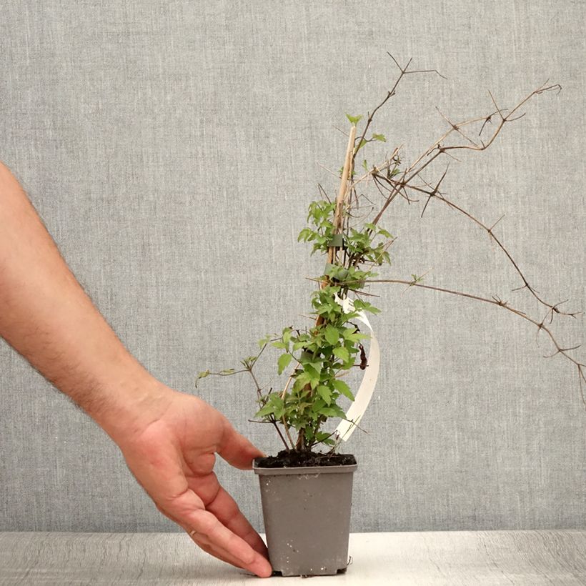 Example of Clématite - Clematis vitalba Godet de 8/9 cm as you get in ete