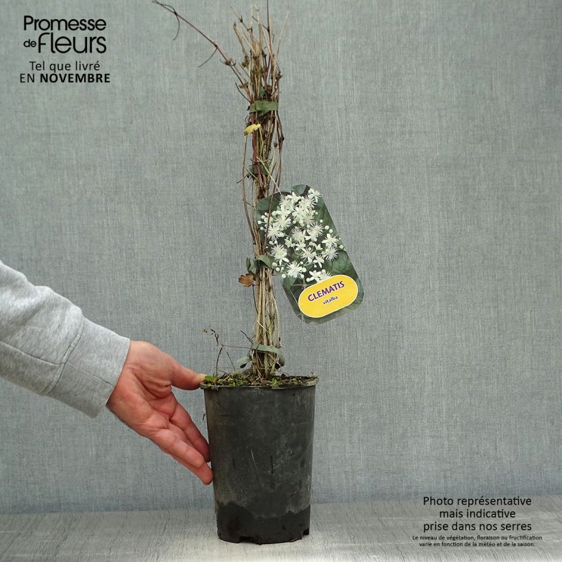 Example of Clématite - Clematis vitalba Pot de 2L/3L as you get in automne