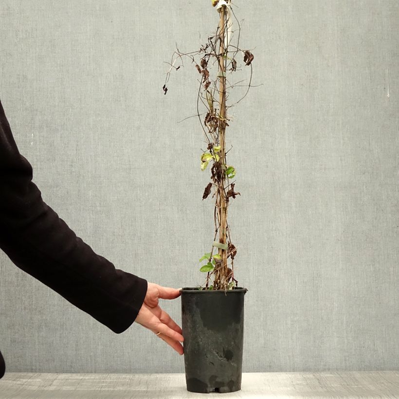 Example of Clématite - Clematis viticella Aotearoa Pot de 2L/3L as you get in automne