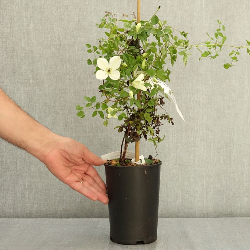 Example of Clématite - Clematis viticella Maria Cornelia Pot de 2L/3L as you get in ete