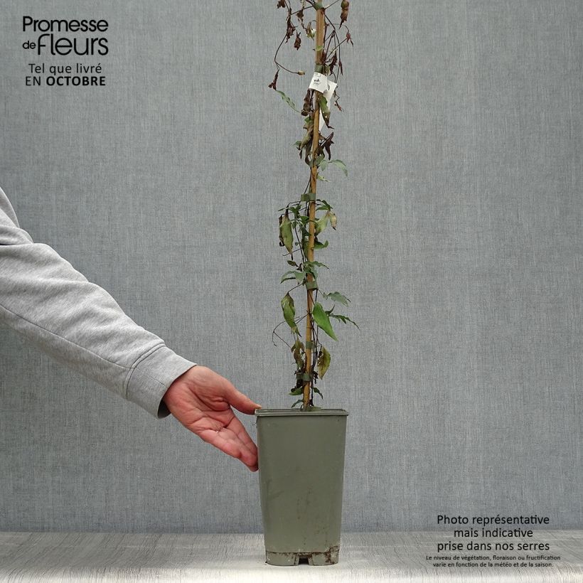 Example of Clématite - Clematis viticella Panther Pot de 2L/3L as you get in automne