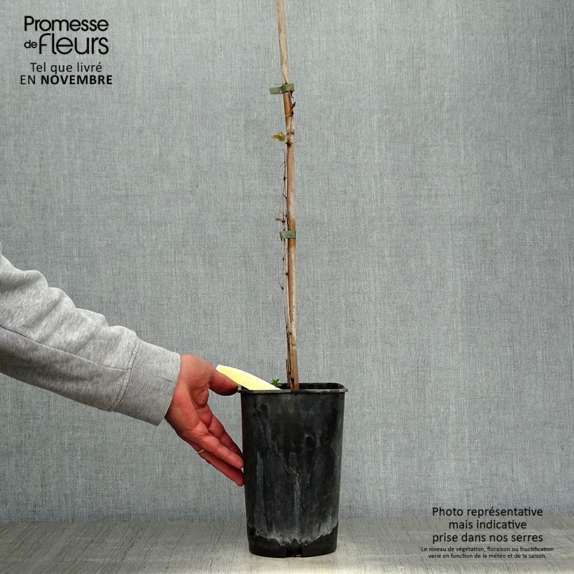 Example of Clématite - Clematis viticella Rosalyn Pot de 2L/3L as you get in automne