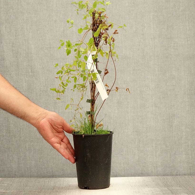 Example of Clématite - Clematis viticella Royal Velours Pot de 2L/3L as you get in ete