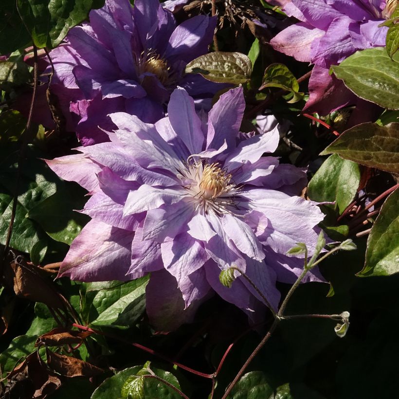 Clématite - Clematis Vyvyan Pennell (Flowering)