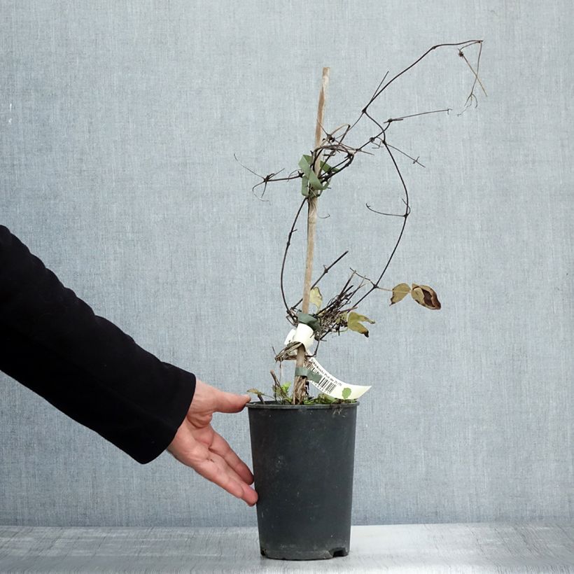 Example of Clématite - Clematis Yukiokoshi Pot de 2L/3L as you get in automne