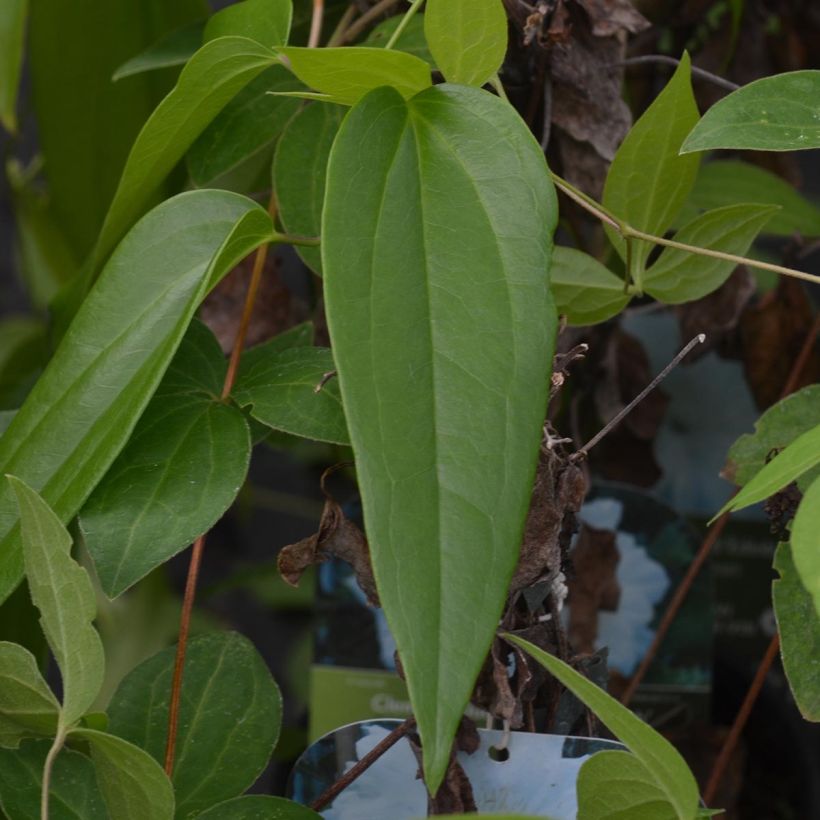 Clématite - Clematis Duchesse d'Edimbourg (Foliage)