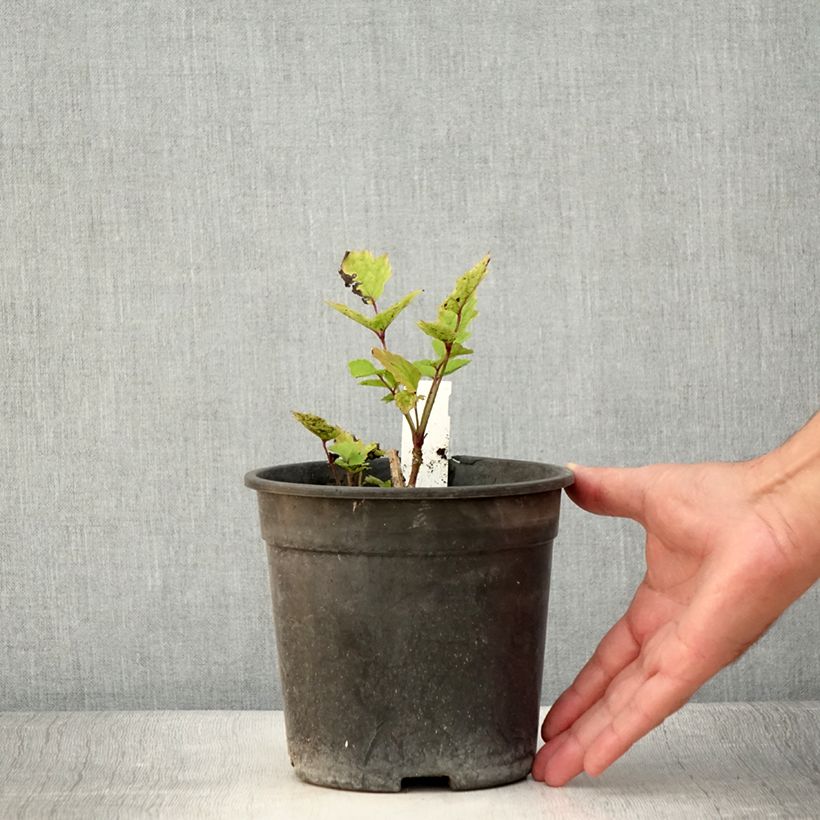 Example of Clématite herbacée - Clematis heracleifolia China Purple Pot de 2L/3L as you get in ete
