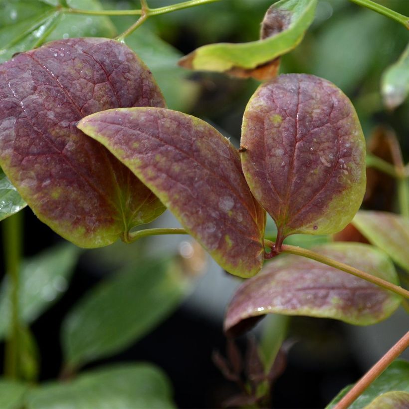 Clématite Herbacée Recta Purpurea (Foliage)
