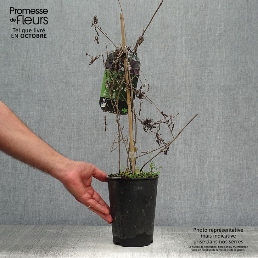 Example of Clématite Herbacée Recta Purpurea Pot de 2L/3L as you get in automne