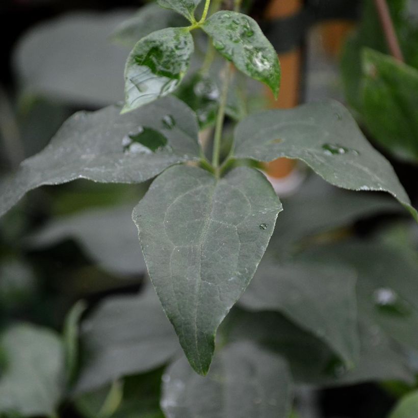 Clématite - Clematis Huldine (Foliage)
