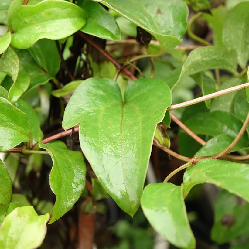 Clématite Huvi (Foliage)