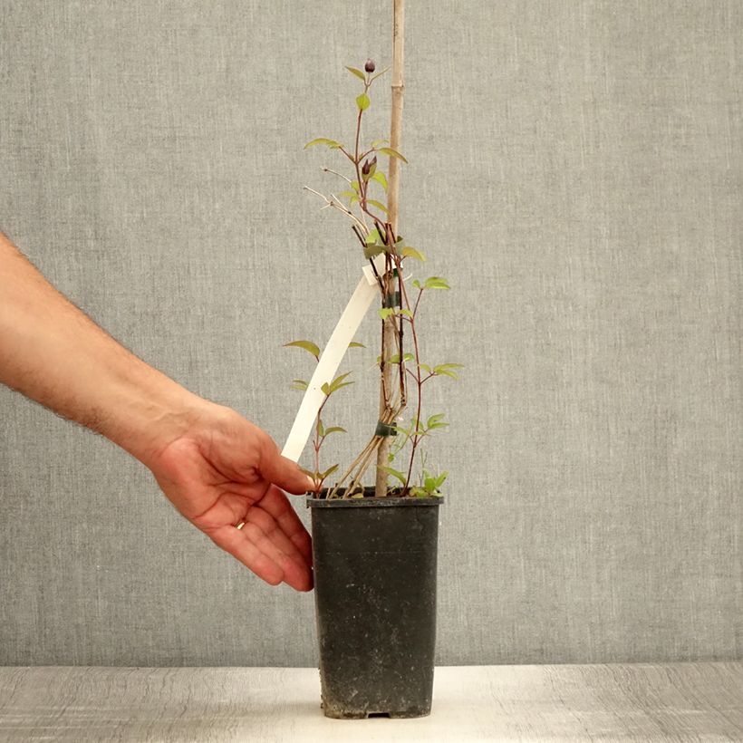 Example of Clématite integrifolia - Clematis integrifolia Blue Boy Pot de 1,5L/2L as you get in ete