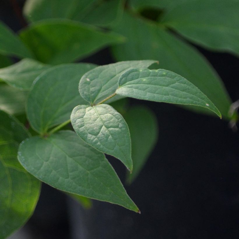 Clématite - Clematis Jan Fopman (Foliage)
