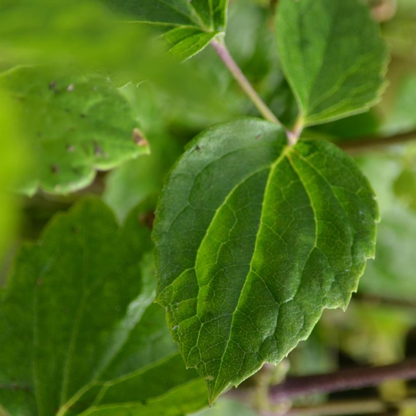 Clématite - Clematis jouiniana Robert Brydon (Foliage)