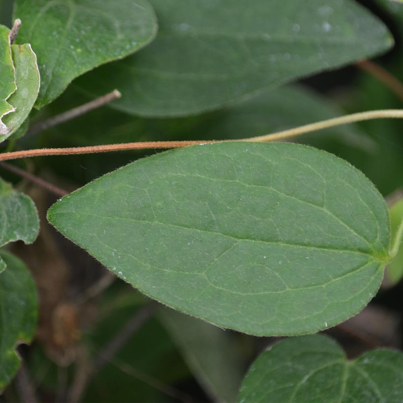 Clématite - Clematis Juuli (Foliage)