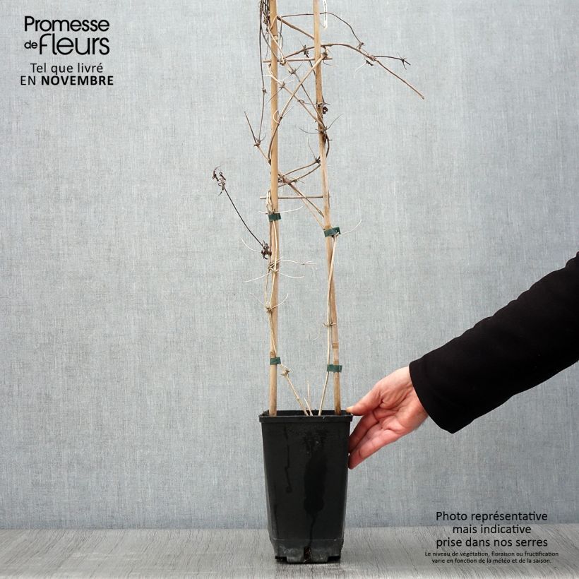 Example of Clématite macropetala Pot de 3L/4L as you get in automne
